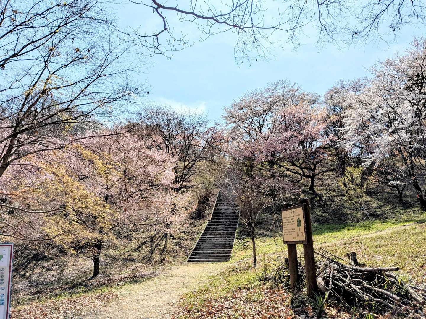 いろいろな桜が植えられています