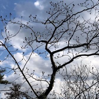 オオバヤシャブシ