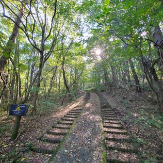 観光客にも優しい自然観察コース