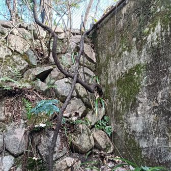 ココをよじ登ると💦