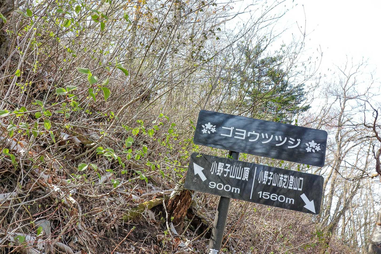 ここが高山のゴヨウツツジの場所か👀💦
咲いている気配はないが…
帰りにちゃんと寄ってみよ♪
