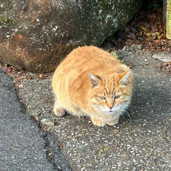🐈‍⬛ちゃん、寄ってきて