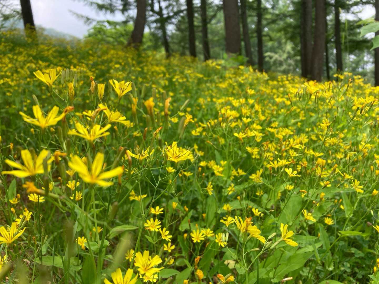 ニガナ畑💛
