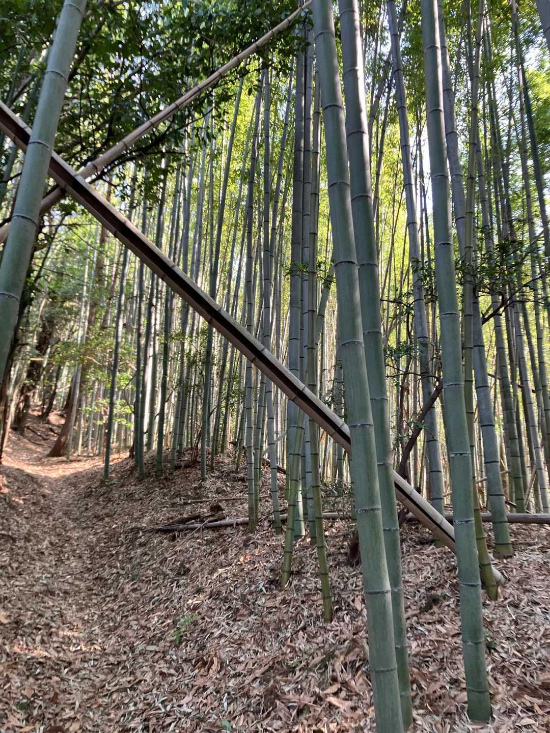 よく分かる登山道です。風で竹がカーン、カーンと鳴ります。私の生まれ育った千里の竹藪を思い出さ、懐かしい音です。頂上に近くなると急登。まるで山城みたい！