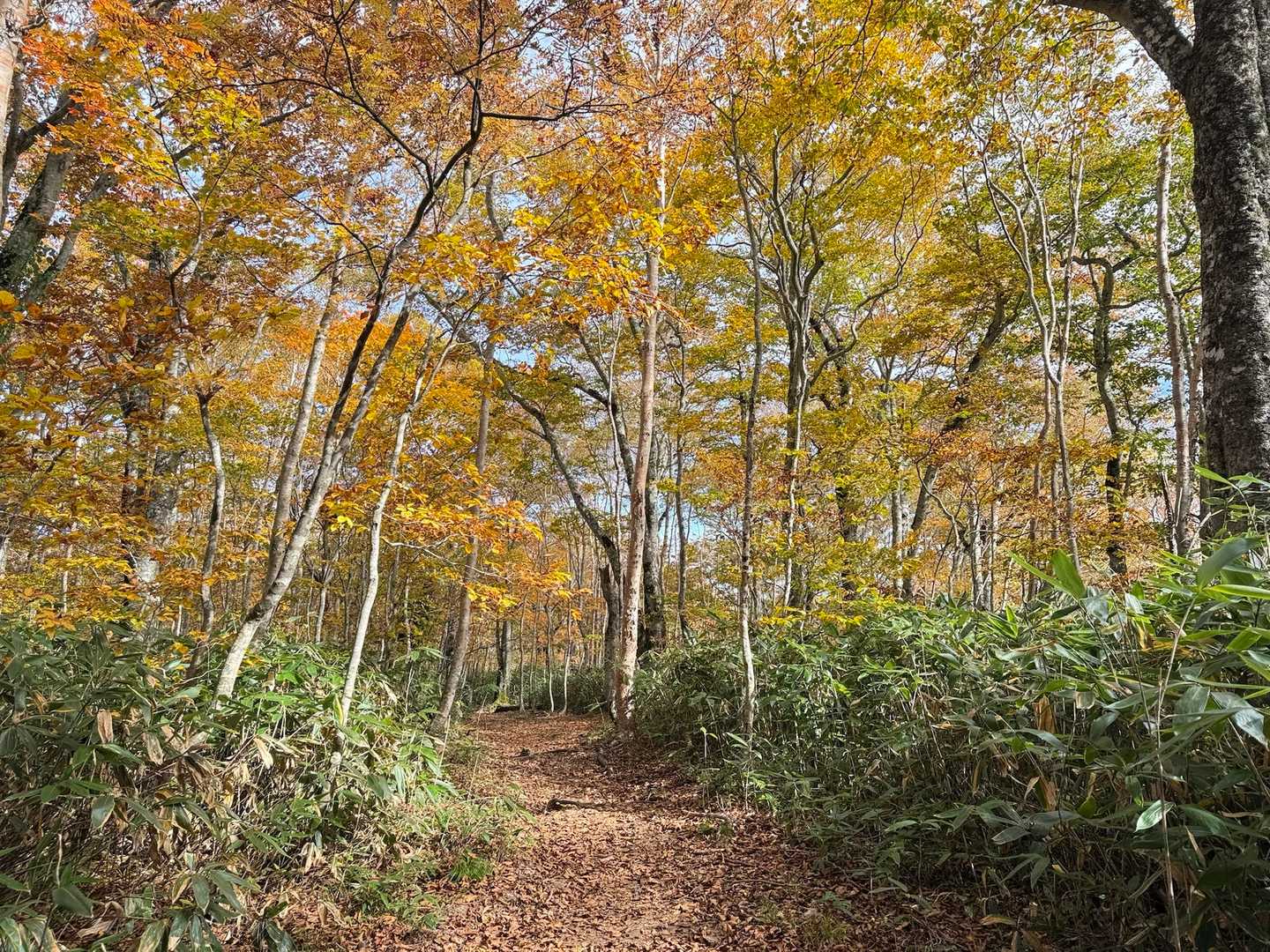 セビオス岳-武尊山 往復コースの写真