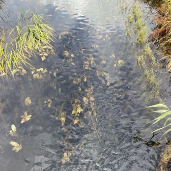 癒される流れ
