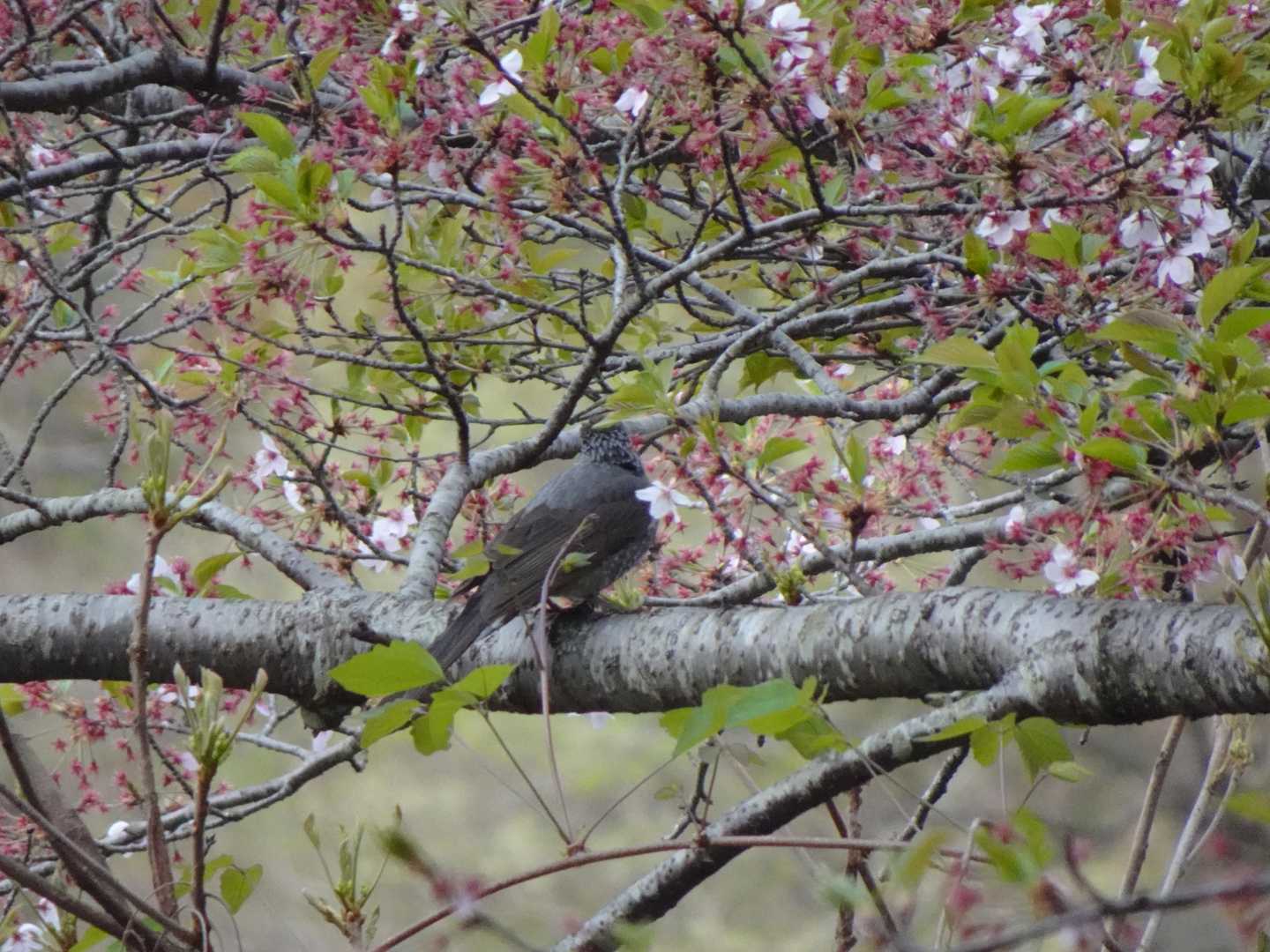 この日は山でも終始、鳥の囀りが聞こえておりました🐦
正面でも判別が厳しいのに、これではムリです🥺