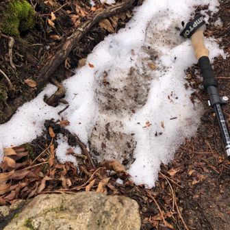 あっ残雪だ・・足形付けました。