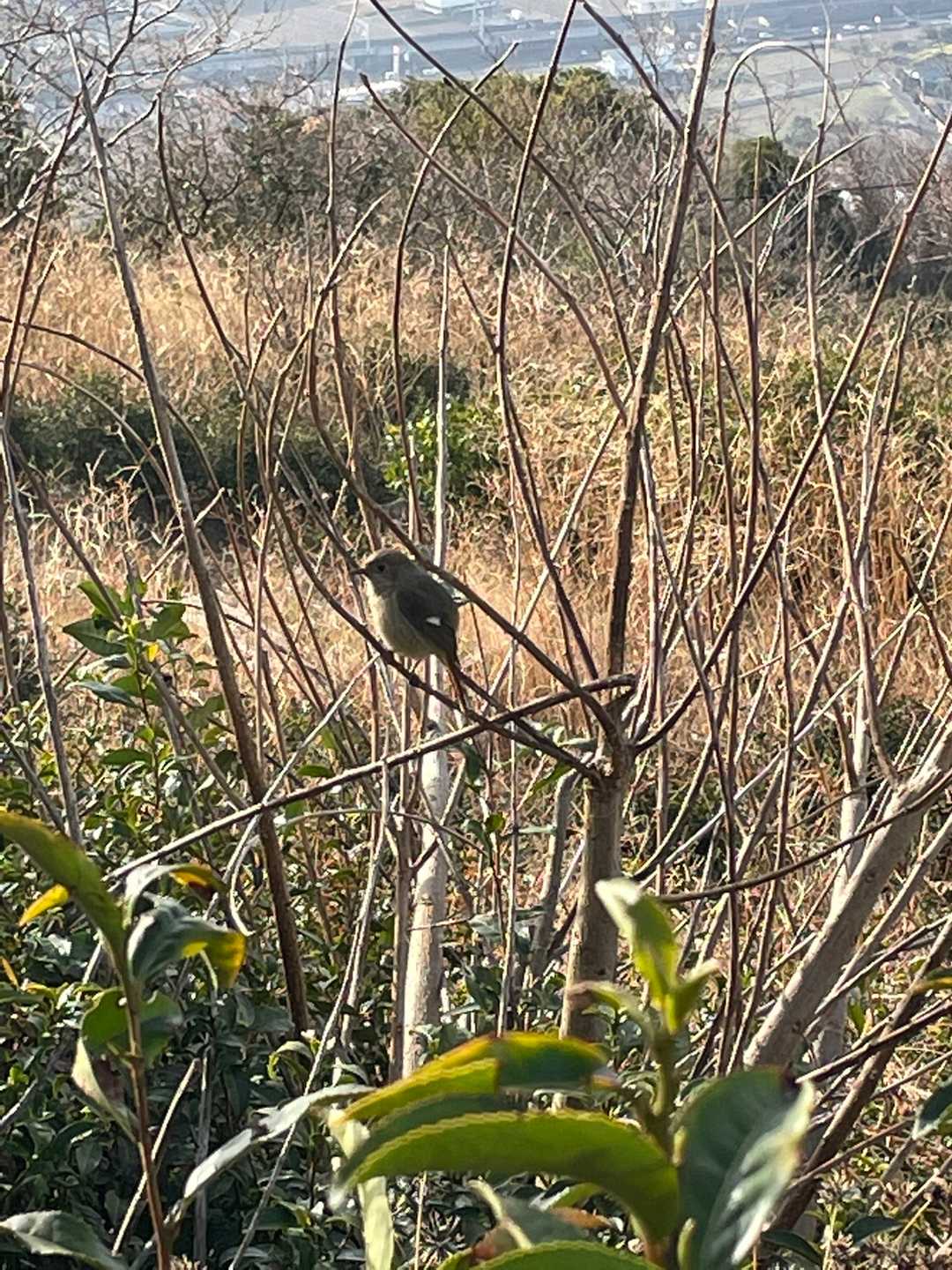 ジョウビタキ♀近くて嬉しい