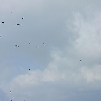 カラスの大群