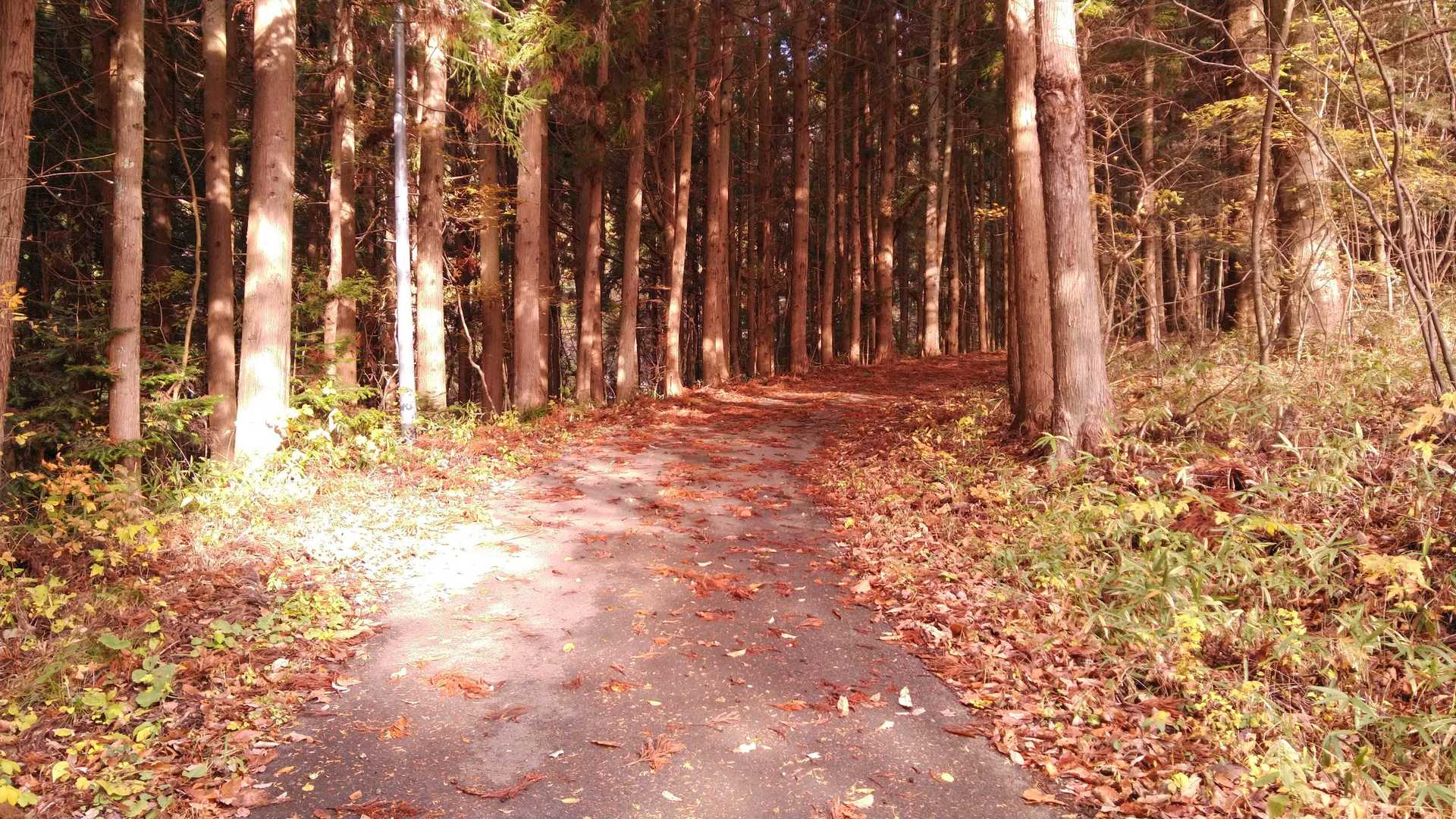 最初は舗装路をズンズン進みます。