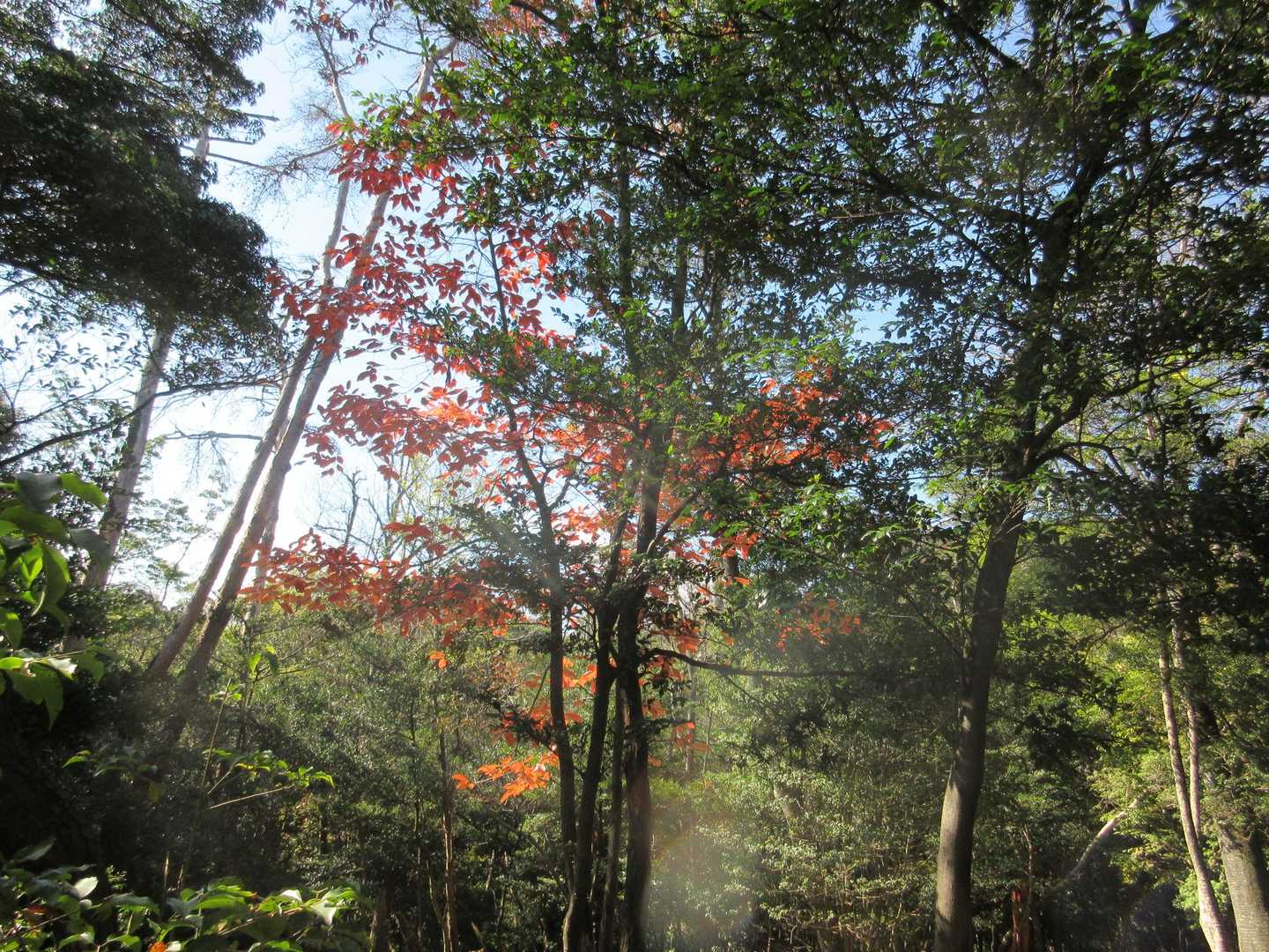 瀧安寺-石子詰登山口-天上ヶ岳 周回コースの写真