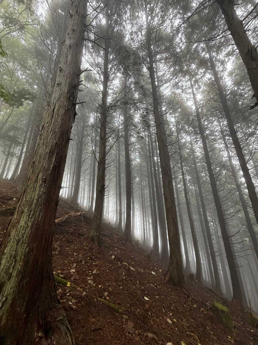 何かでそう