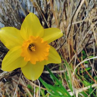 ラッパスイセン。