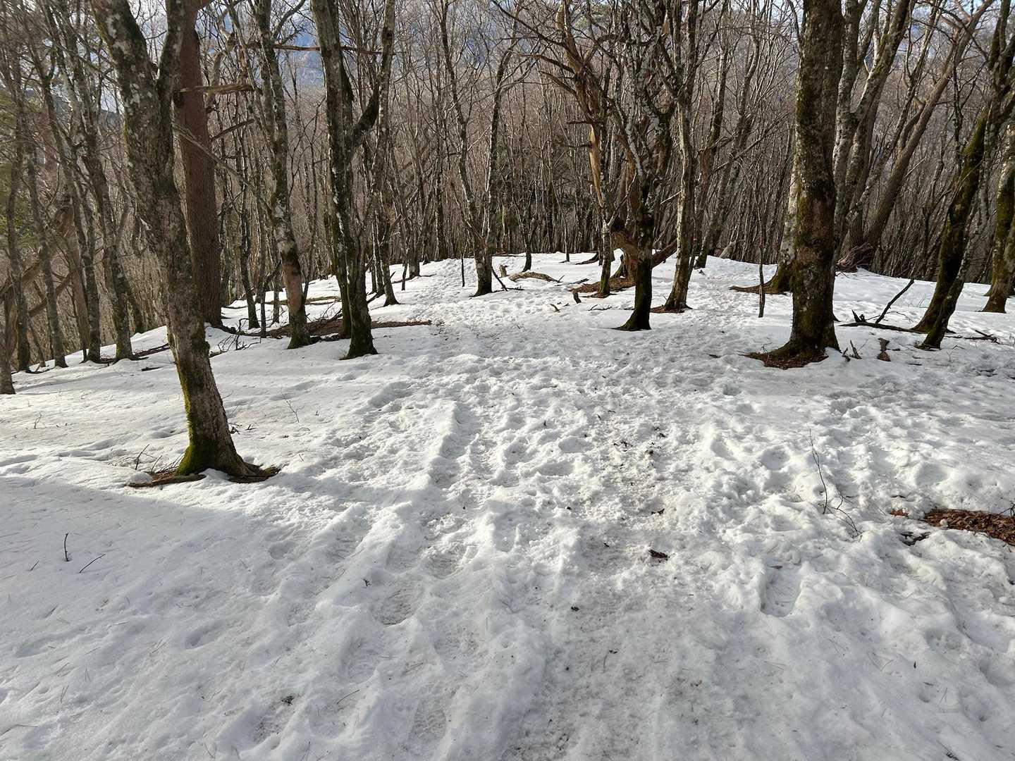 観音峰登山口-観音平-観音峯山 往復コースの写真