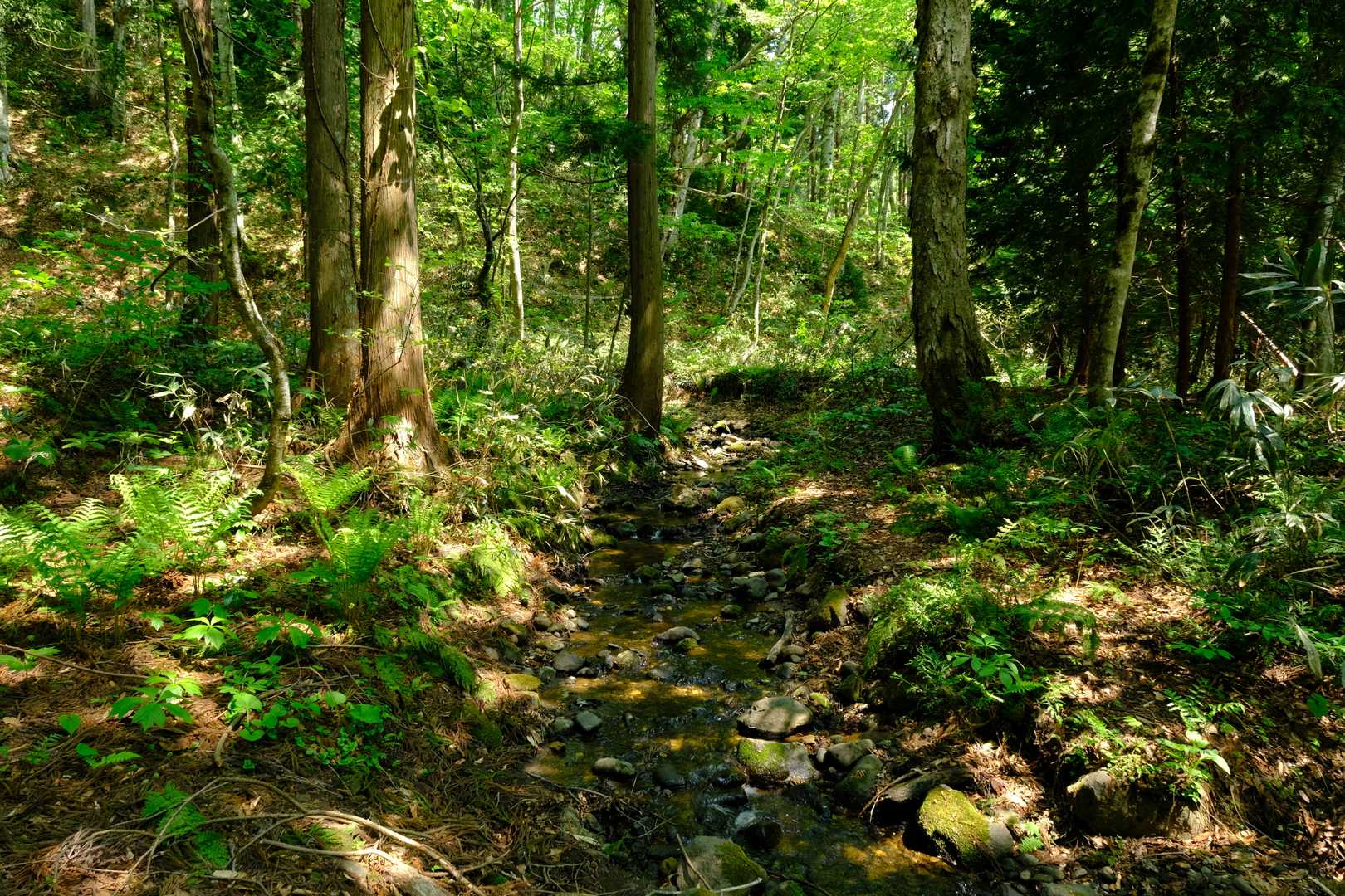 登山口からはいったん沢に向かって下り、渡渉することとなる。踏み跡は若干不明瞭になりつつあるため、よく見極めて渡る必要がある。