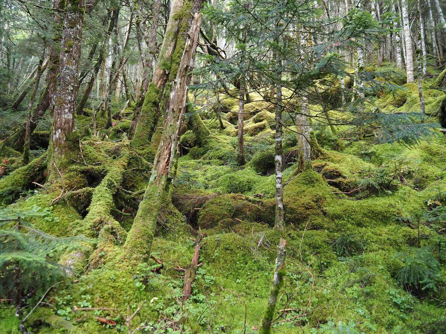 渋の湯バス停-渋ノ湯登山口-中山峠-東天狗岳-中山 周回コースの写真