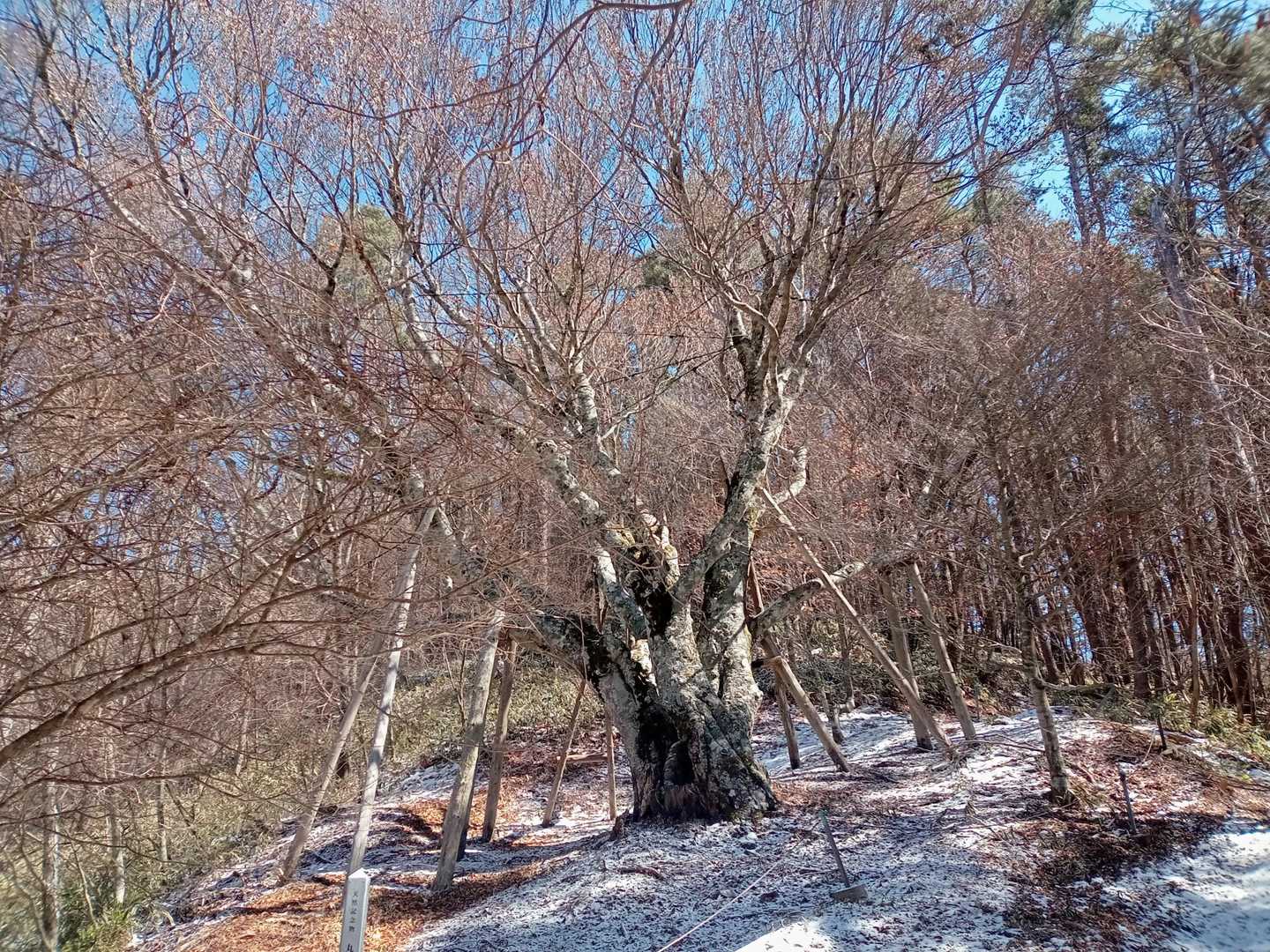 ブナ様🌳横の登山道は滑ります🧊