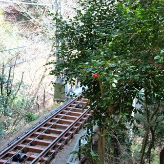 ケーブルカーの線路と
一輪