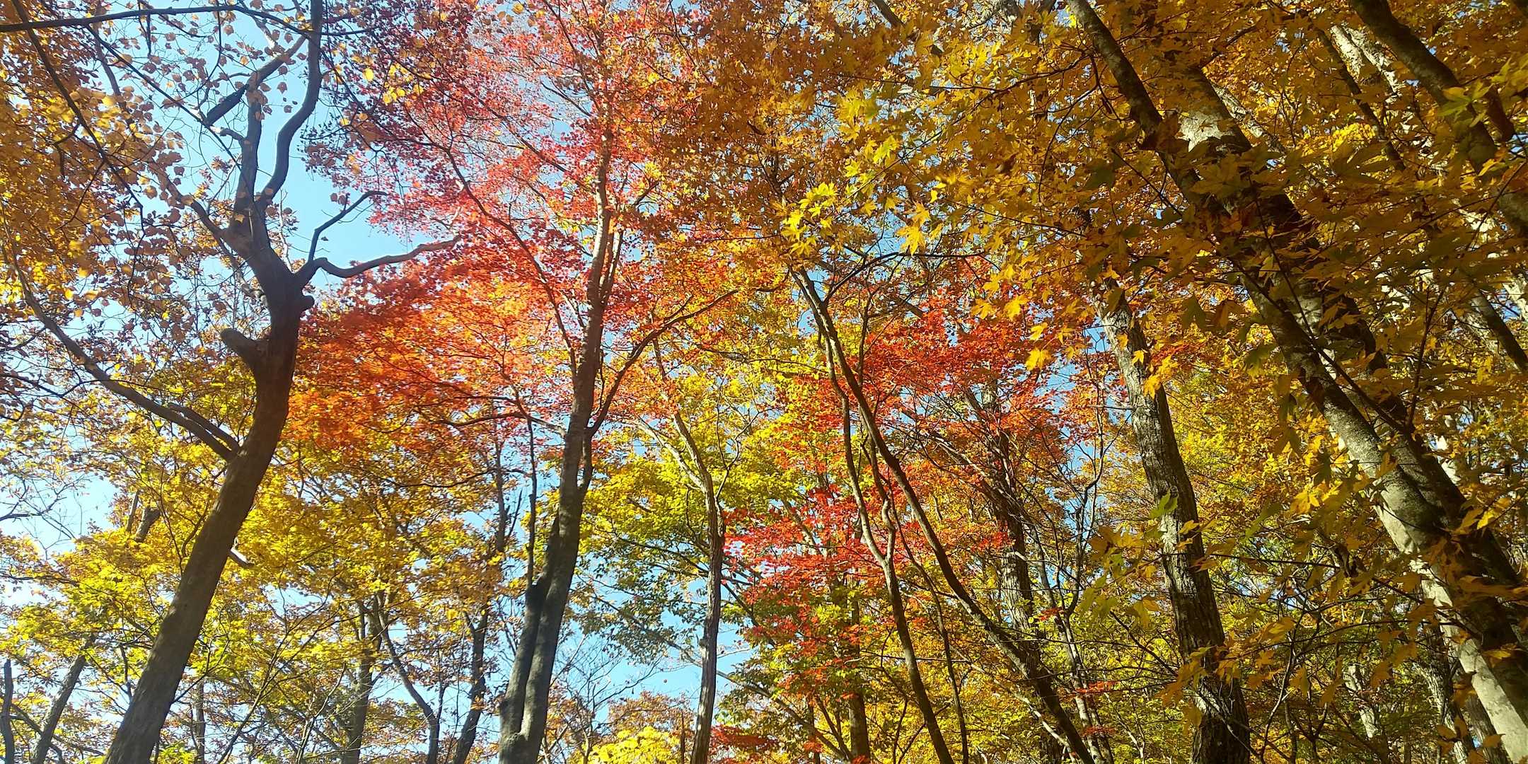 首が痛くなってきましたが、
見上げ続けます🍁✨✨