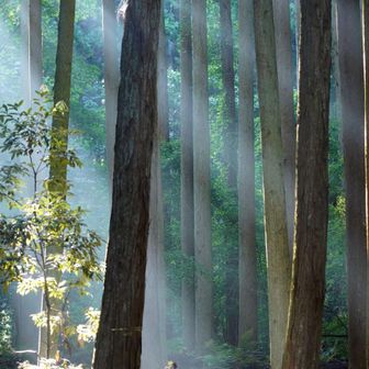 朝の斜光-2
見た目は爽やかだが、湿気が多く風がないと蒸し風呂🥵
