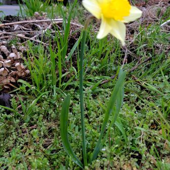 黄色水仙