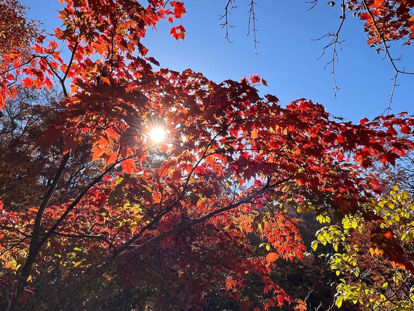真っ赤🍁
