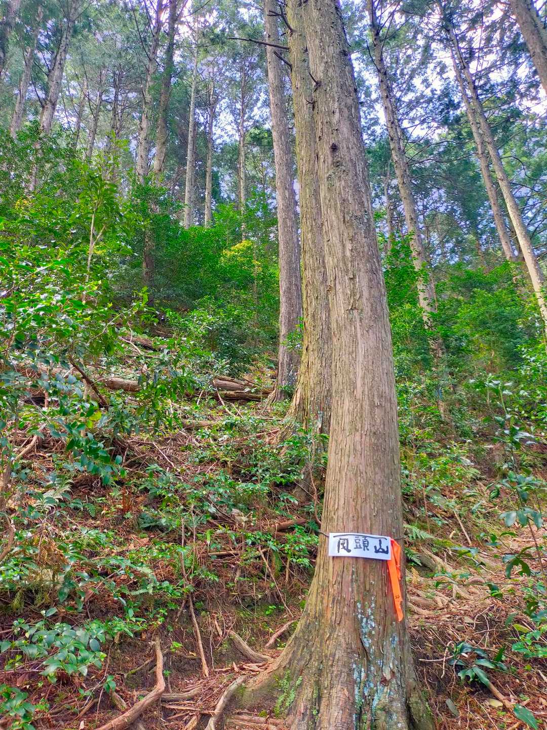 今日は登りが結構こたえる。体力落ちてるなあ