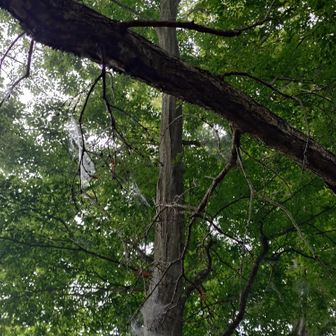 こちらも蜘蛛の巣