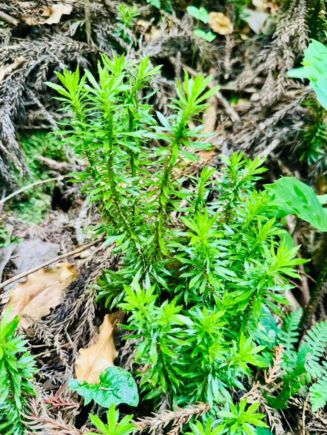 2人でお庭に植えたいと🤤笑