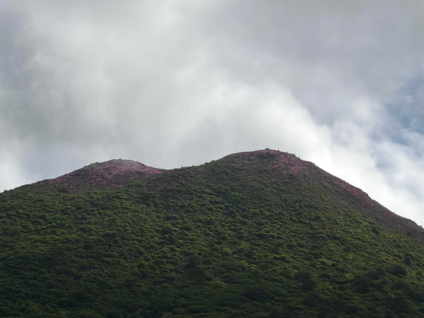 山頂がピンクだ