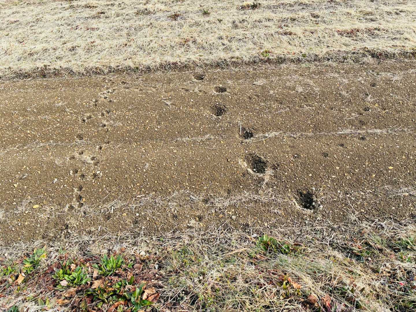 これは…🐻🐾？？