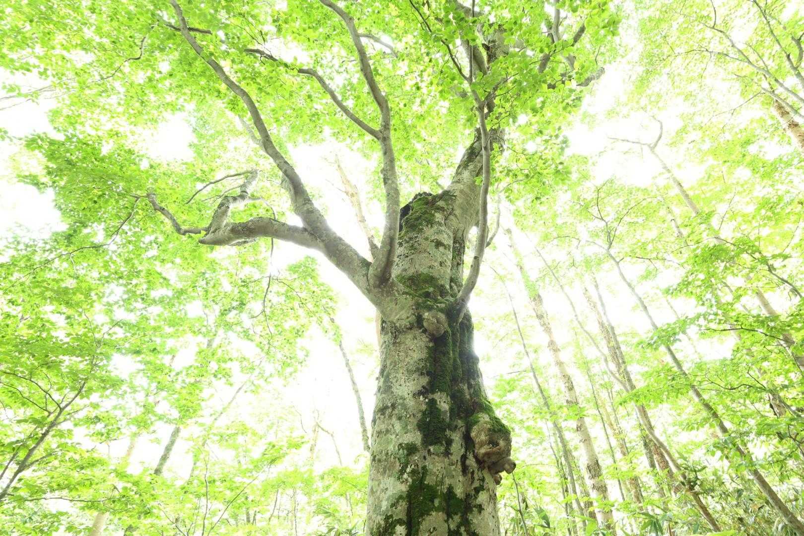 山頂駅-金山沢の頭-裏寺子屋山-岩菅山-裏岩菅山-一の瀬バ 縦走コースの写真