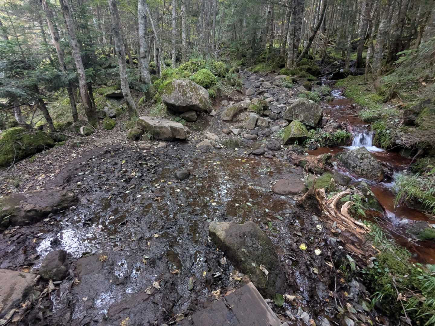 長雨の影響か登山道濡れてます💦