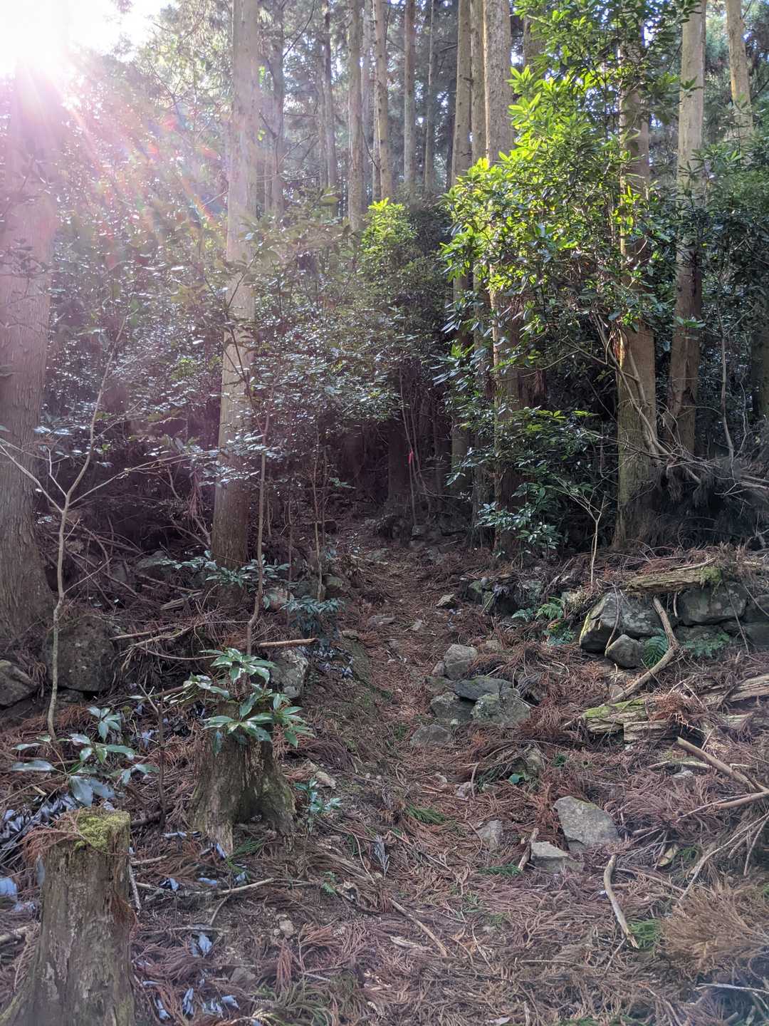 明神山 往復コースの写真