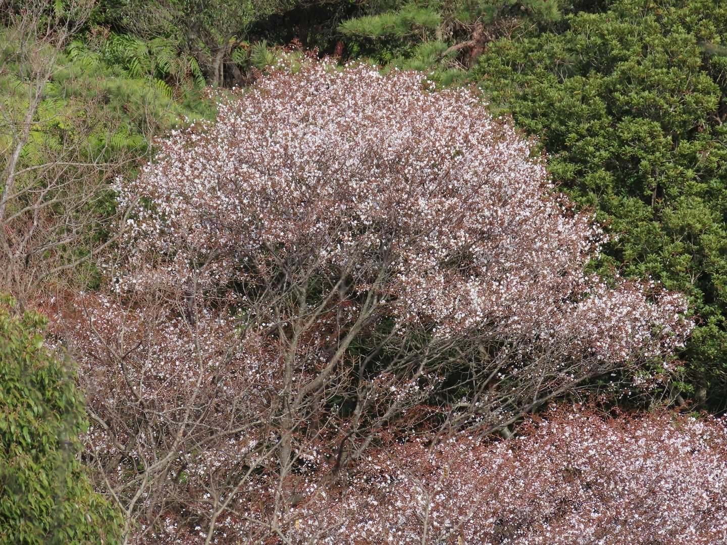 向かいの山に満開の山桜
