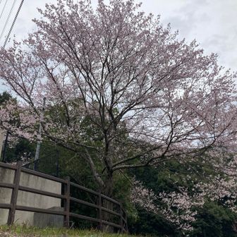 駐車場まで無事下山
麓は春満開🌸のゴール