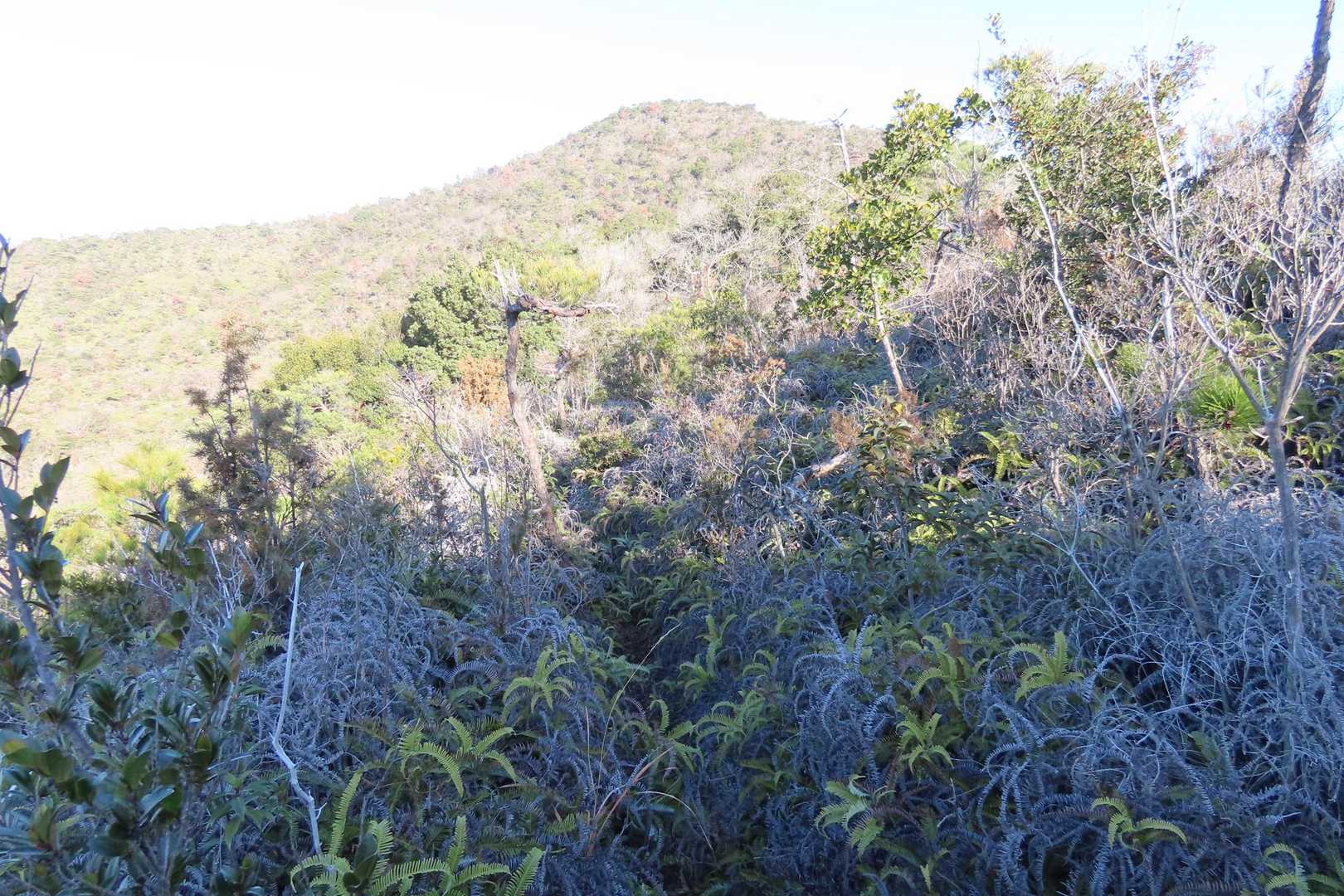 正面に小天狗山見えてきた。
他の方のレポ見てたら結構シダで藪漕ぎになるんかな？と思ってたが実際歩くと踏み跡は見えるしそこまで大した事無かった。