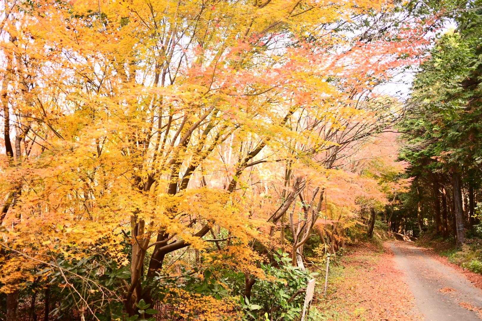 紅葉が綺麗🍁
