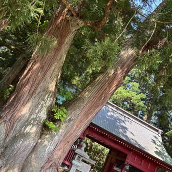 夫婦杉🌲🌲　私史上過去一大きい1️⃣かも^_^