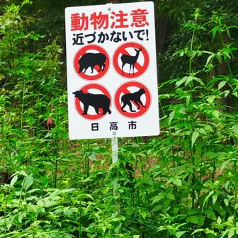 カモシカは何度か見てます