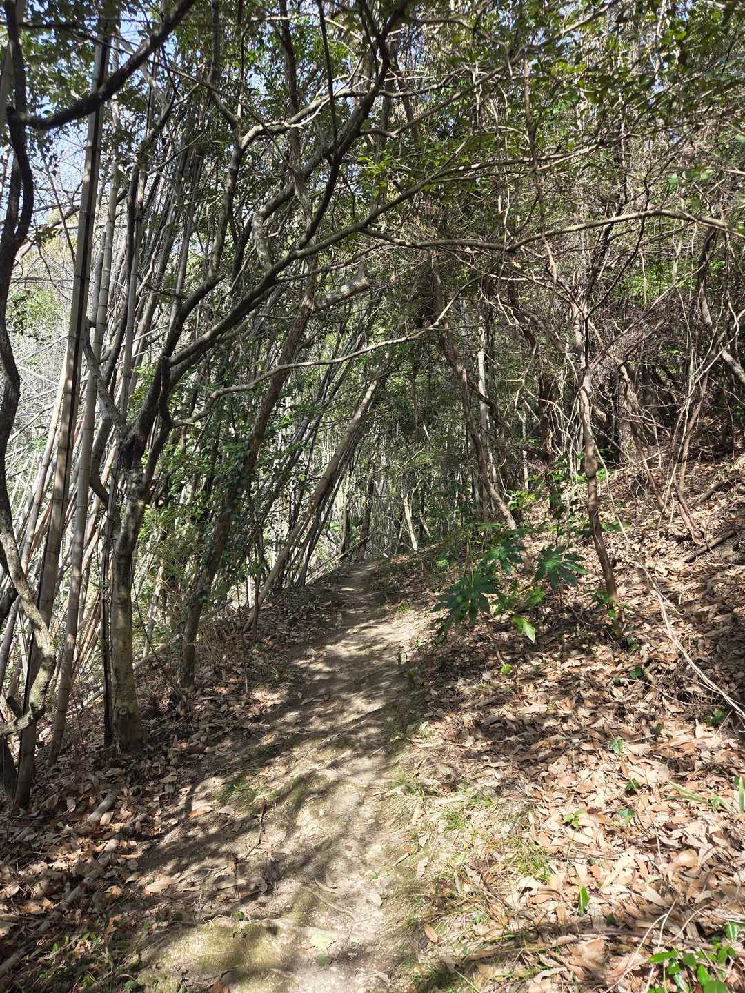 伽藍山 周回コースの写真