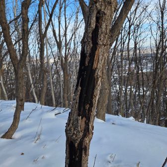 表皮の下は真っ黒
どっかの倒木で見たな