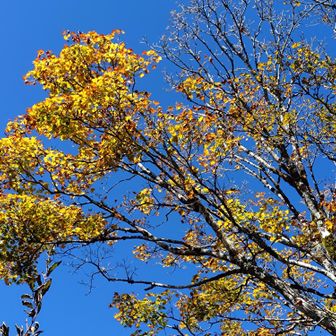 空を見上げると、黄色に色付く木々
快晴によく映える