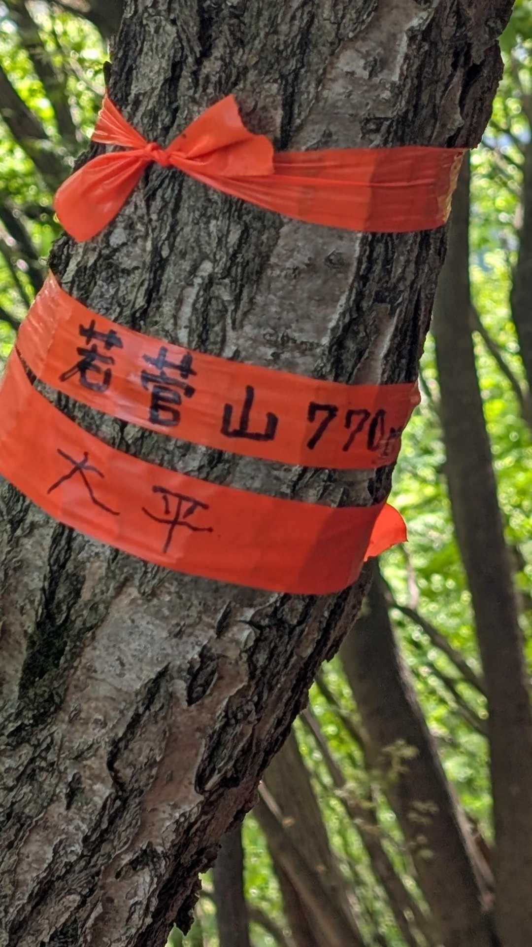 芦ヶ久保駅-兵の沢コース登山口 縦走コースの写真