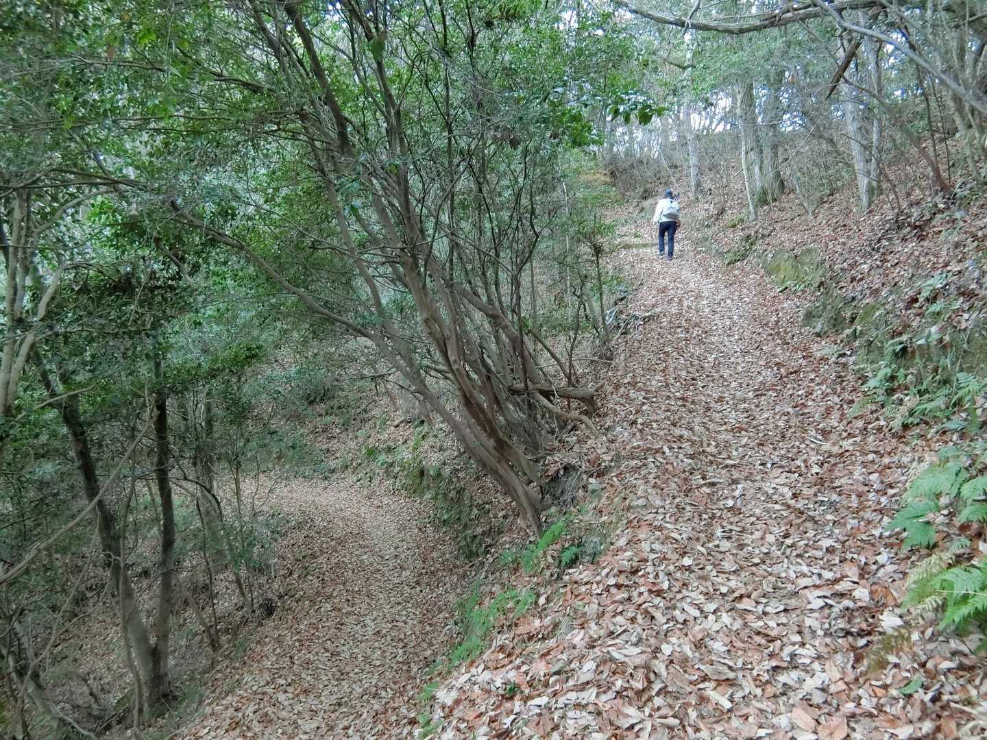 落ち葉ふかふか