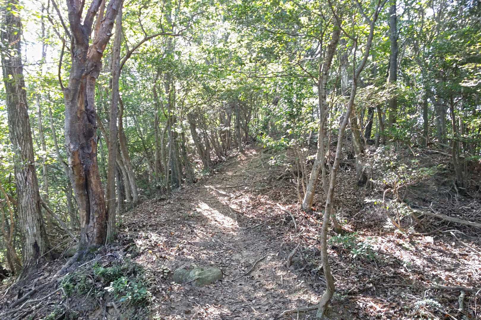 松子山-白鳥山 往復コースの写真