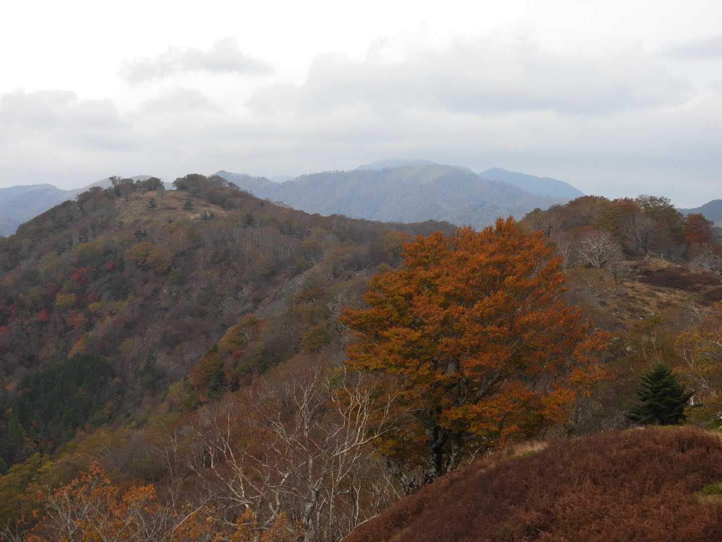 このブナに光が欲しかった