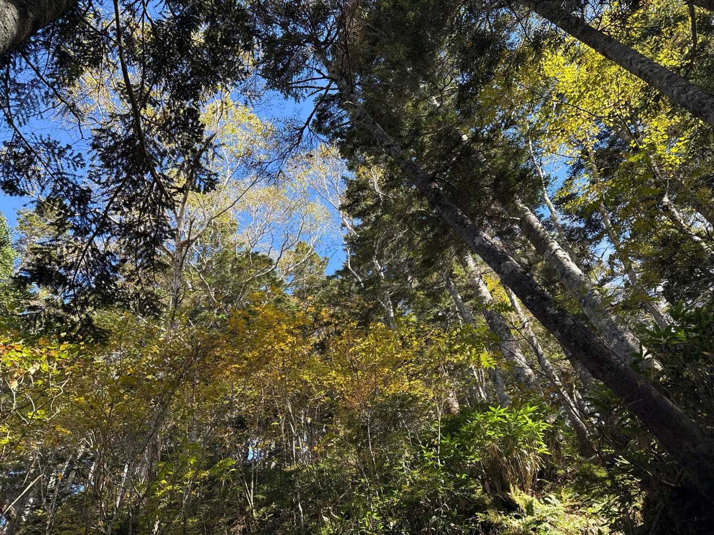 空気が澄んでいて気持ちいい
オオシラビソの木🌲と黄葉🟡