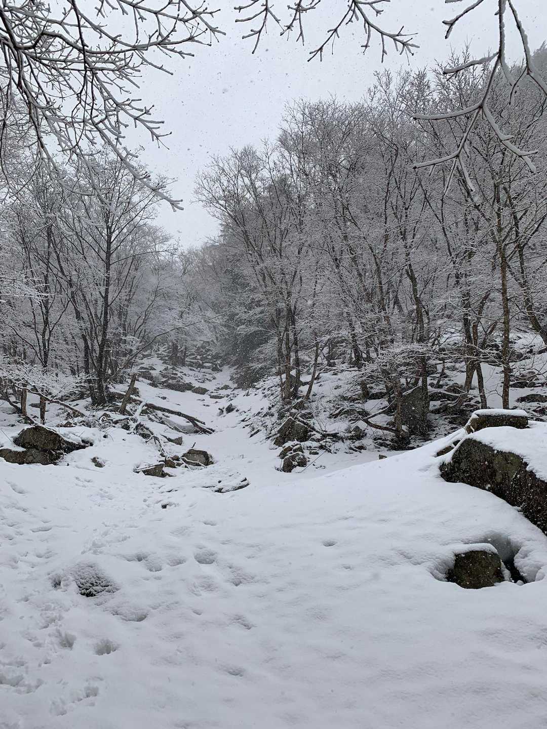 金糞峠-堂満岳 往復コースの写真